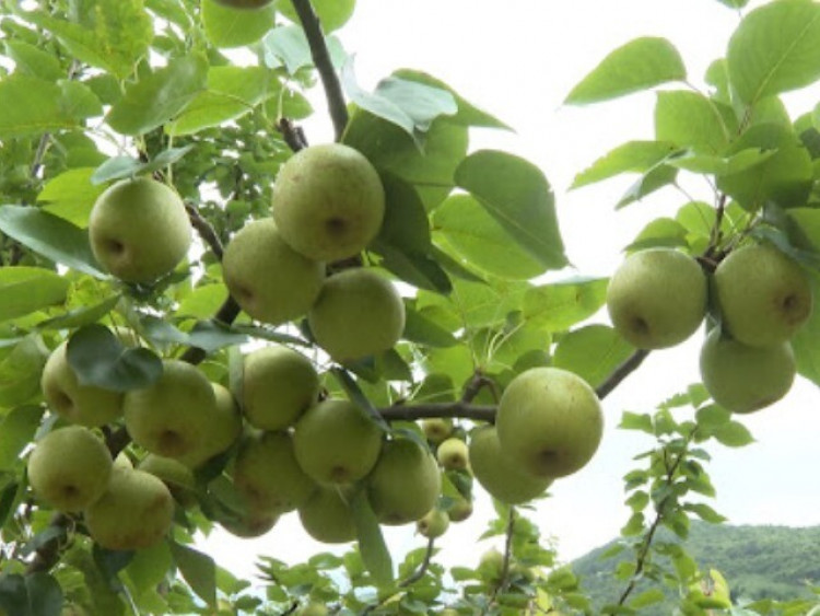 Loại quả "tốt nhất thế giới" được trồng bạt ngàn ở Việt Nam, thành đặc sản chỉ từ 20.000 đồng/kg, tốt cho sức khỏe