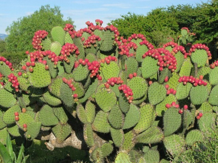 Loại cây xưa bị nông dân cực ghét nay lại thành đặc sản siêu bổ dưỡng, cực "hot" ở nước ngoài, giá đến 300.000đ/kg