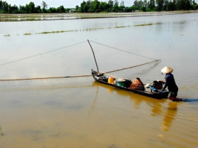 Nghề lạ ở Việt Nam: Tới mùa nước nổi là ra đồng hốt bạc, chỉ cần nhanh tay bắt “lộc trời”, mỗi ngày kiếm tiền triệu