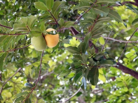 Cây ăn quả quen thuộc thành bonsai, có cây giá 3 tỷ đồng chủ nhân chưa đồng ý bán, mang lại may mắn tài lộc