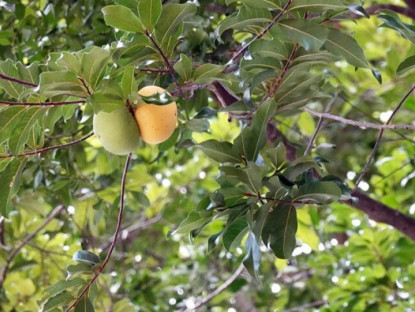 Cây ăn quả quen thuộc thành bonsai, có cây giá 3 tỷ đồng chủ nhân chưa đồng ý bán, mang lại may mắn tài lộc