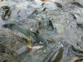 Loài cá quen thuộc ở quê "tốt hơn cá hồi", xưa giá rẻ như cho nay thành đặc sản được ưa chuộng, 90.000 đồng/kg