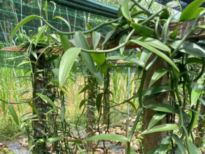 Loại quả đắt nhất thế giới 20 triệu đồng/kg, Việt Nam trồng thành công, là đặc sản nổi tiếng trồng 2 năm cho thu hoạch