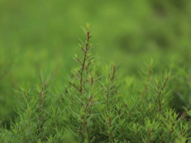 Nghề lạ ở Việt Nam: Cây rau dại mọc ở ven đường dân trồng bán quanh năm, chỉ 3 tháng là thu hoạch, thành đặc sản lạ