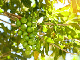 Loại quả đắt đỏ bậc nhất thế giới, Việt Nam trồng bạt ngàn thu hoạch nhiều năm, thành đặc sản nổi tiếng giá 300.000 đồng/kg