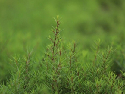 Nghề lạ ở Việt Nam: Cây rau dại mọc ở ven đường dân trồng bán quanh năm, chỉ 3 tháng là thu hoạch, thành đặc sản lạ