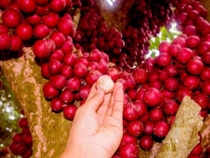 Loại quả màu đỏ mọc chi chít từ cành xuống thân là đặc sản Đắk Lắk, vị ngon ngọt ai ăn một lần là "nghiện"