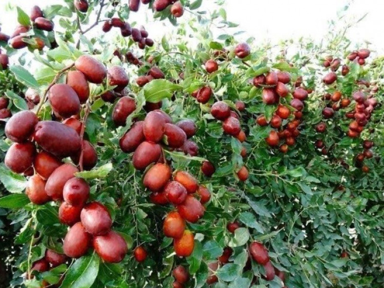 5 thực phẩm “chống già”, ngăn ngừa lão hóa có giá rẻ bèo bán đầy chợ Việt, từ 5.000 đồng là mua được