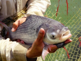Nghề lạ ở Việt Nam: Nuôi loài cá ngoại cỡ, cầm 1 tay không xuể, nông dân thu lãi đậm, giá bán gần 500.000 đồng/kg