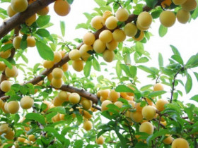 Loại quả "tốt nhất thế giới", Việt Nam trồng bạt ngàn thành đặc sản chỉ từ 25.000 đồng/kg, tốt cho sức khỏe