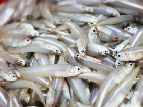 Loài cá rẻ tiền ở quê "tốt hơn cá hồi", xưa không ai ngó ngàng nay thành đặc sản được ưa chuộng, 70.000 đồng/kg