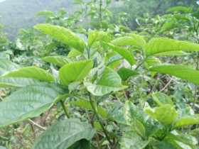 Cây mọc dại vô tội vạ được ví là “nhân sâm rừng”, mọc nhiều ở Việt nam, giá trên dưới 100.000 đồng/kg, xào tỏi ăn cực ngon