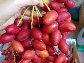 Loại quả căng mọng "đắt đỏ" nhất Việt Nam, nhìn vừa quen vừa lạ giá tận 700.000 đồng/kg vẫn "cháy hàng"