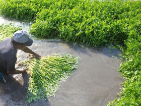 3 loại rau dưới nước là ổ chứa ký sinh trùng, giá rẻ được bán đầy chợ Việt, khi ăn cần lưu ý điều này