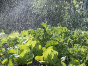 Rau cải đang vào mùa nhưng không tốt với nhóm người đặc biệt nào? Càng cố ăn càng rước thêm bệnh