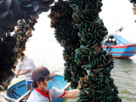 Nuôi con ví như “lộc trời”, chỉ cần một sợi dây, chẳng tốn công chăm sóc, sau 8 tháng giúp người dân vùng biển hốt bạc