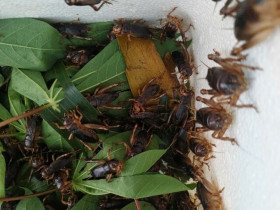 Loài vật nhìn đã rùng mình nay là đặc sản Đồng Nai dân sành ăn thích mê, cách săn bắt độc lạ chỉ dân chuyên biết