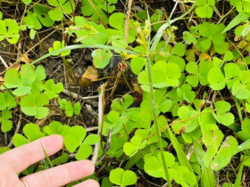 Thứ rau mọc bờ bụi phải nhổ bỏ như cỏ dại nay thành đặc sản chị em lùng mua, nấu canh cua thì ngon hơn "sơn hào hải vị"