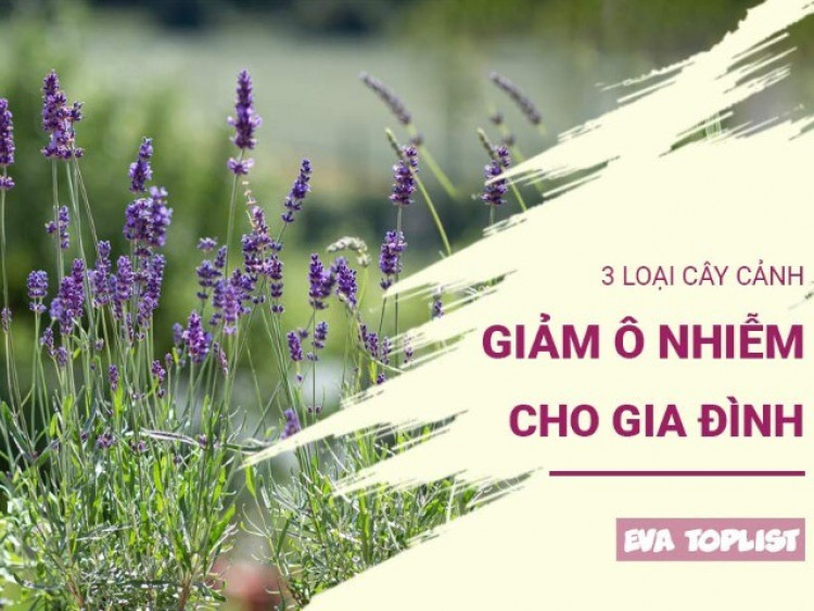 3 loại cây là "khắc tinh" của bụi mịn, nhà nào cũng nên trồng ngay