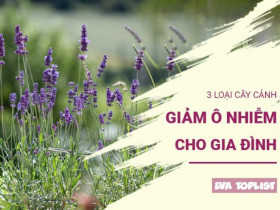 3 loại cây là "khắc tinh" của bụi mịn, nhà nào cũng nên trồng ngay