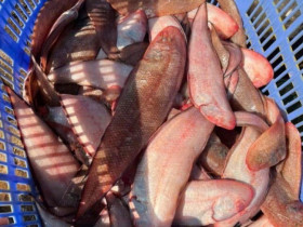 Đặc sản "tốt hơn cá hồi", bán đầy chợ nhưng ít người biết đến, làm đủ món ngon giá từ 100.000 đồng/kg