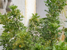 Cây dại ở hàng rào "lên chậu" thành bonsai, có cây hơn 1 tỷ đồng, tỏa mùi thơm đặc biệt và mang lại may mắn