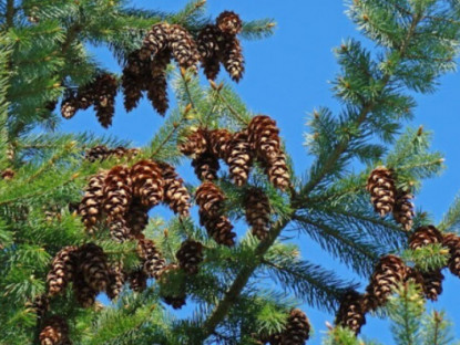 Loại quả đắt đỏ bậc nhất thế giới, Việt Nam trồng bạt ngàn thu hoạch nhiều năm, thành đặc sản nổi tiếng giá 400.000 đồng/kg