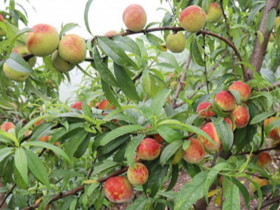 Tám loại quả giàu sắt dễ tìm ở chợ Việt, có loại “tốt hơn thịt bò”, ai thiếu máu nên mua về sử dụng