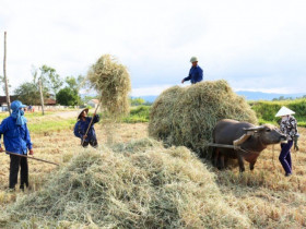 Nghề lạ ở Việt Nam: Đến mùa gặt tranh thủ gom thứ từng bị vứt bỏ, nay lên đời thành "vàng mềm" giúp nông dân làm giàu