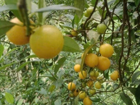 Loại quả xưa chín rụng chỉ dành cho "người nghèo", nay thành đặc sản nổi tiếng được ưa chuộng, 100.000 đồng/kg