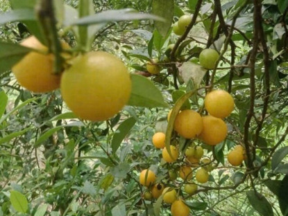 Loại quả xưa chín rụng chỉ dành cho "người nghèo", nay thành đặc sản nổi tiếng được ưa chuộng, 100.000 đồng/kg