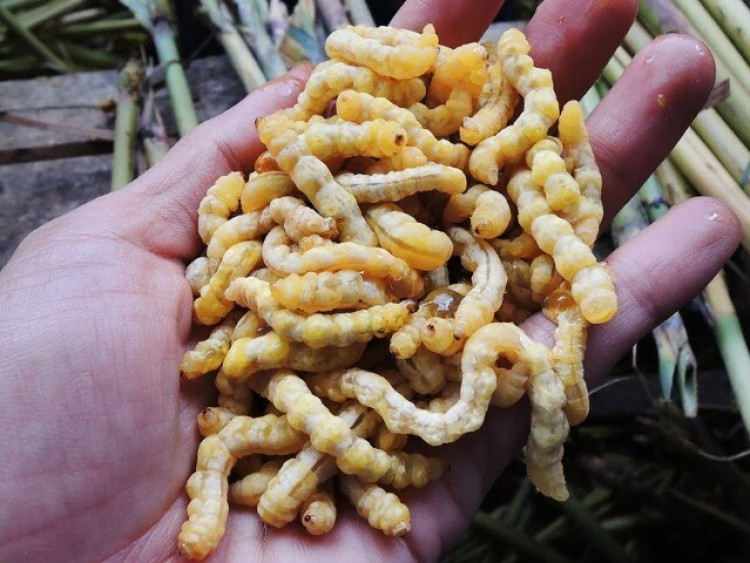 Lộc trời nhìn sợ khiếp vía hóa ra là "thần dược phòng the", thành đặc sản đắt đỏ nhất nhì Việt Nam, giá 3 triệu đồng/kg