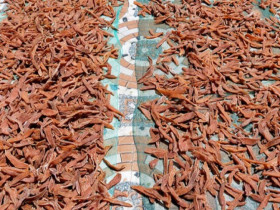 Món "nhà nghèo" xưa ăn đến chán ngán, nay thành đặc sản khoái khẩu được ưa chuộng ở thành phố, giá 170.000 đồng/kg