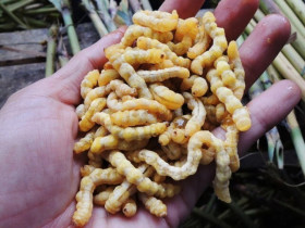 Lộc trời nhìn sợ khiếp vía hóa ra là "thần dược phòng the", thành đặc sản đắt đỏ nhất nhì Việt Nam, giá 3 triệu đồng/kg