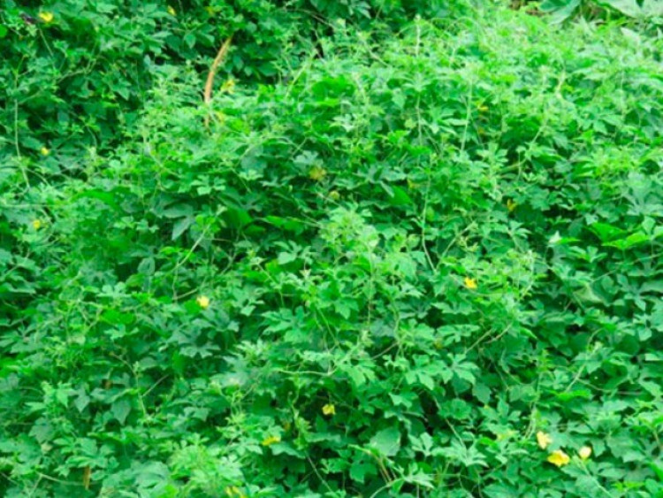 Gợi ý 4 món ăn vặt cực ngon lại nóng hổi cho mùa đông miền Bắc, nhâm nhi là nghiện liền