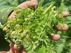 13 thực phẩm quen thuộc giúp xóa sổ ký sinh trùng đường ruột, ở chợ Việt bán đầy, từ 5.000 đồng có thể mua