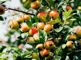 Loại quả "tốt nhất thế giới", Việt Nam trồng bạt ngàn thu hoạch nhiều năm, thành đặc sản nổi tiếng giá 80.000 đồng/kg