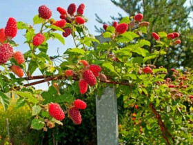 Loại quả "tốt nhất thế giới" được trồng bạt ngàn ở Việt Nam, thành đặc sản chỉ từ 70.000 đồng/kg, tốt cho sức khỏe