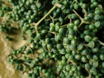 Loại quả xưa chín rụng đầy không ai ngó ngàng, nay thành đặc sản người thành phố ưa chuộng vì có hương vị lạ, 300.000 đồng/kg