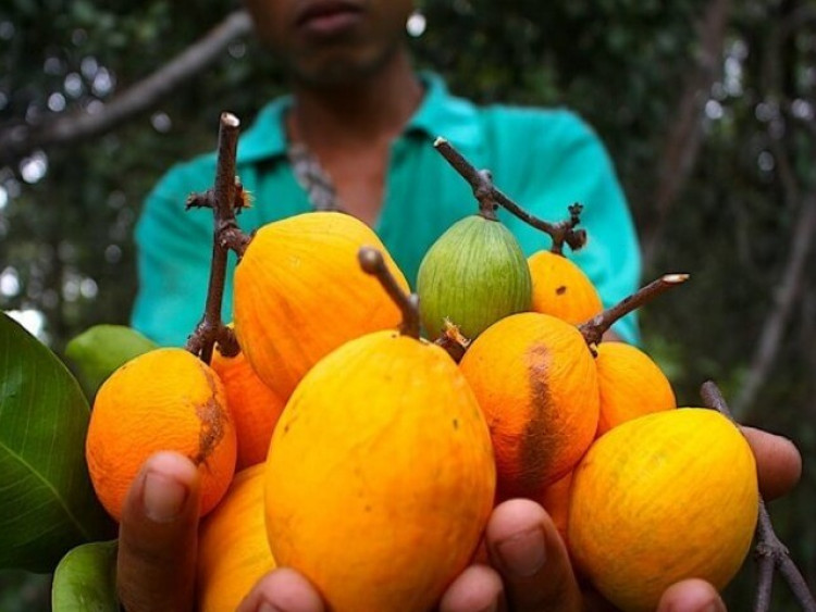 Loại quả xưa rụng thối gốc không ai nhặt, giá rẻ như cho nay thành đặc sản thành phố, 150.000 đồng/kg vẫn "cháy hàng"