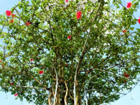 Cây dại ở bờ rào nở hoa quanh năm "lên chậu" thành bonsai, mang lại phước lành và may mắn, có cây giá 300 triệu đồng