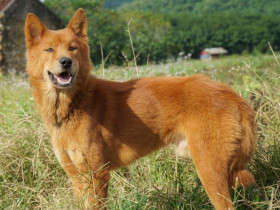 Tứ đại quốc khuyển Việt Nam nổi tiếng thông minh, có con góp sức trong cuộc khởi nghĩa Lam Sơn của vua Lê Lợi