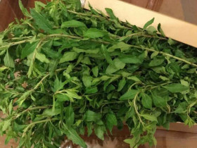 Loại rau xưa trồng ở bờ rào, bị xem như "rác" nay "lên đời" thành đặc sản Lào Cai, có tiền cũng khó mua