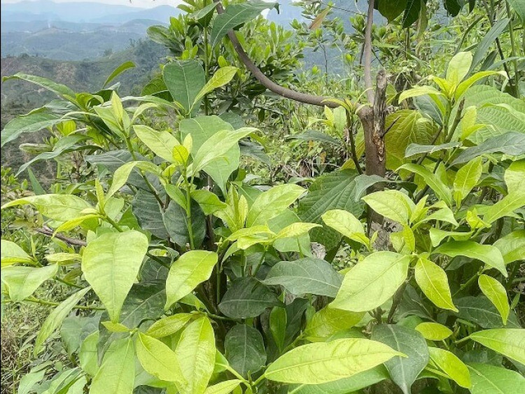 Thứ lá càng hái càng mọc, tưởng chỉ mọc dại trong rừng nay thành đặc sản xuất hiện ở nhà hàng nhờ vị ngọt bùi độc lạ