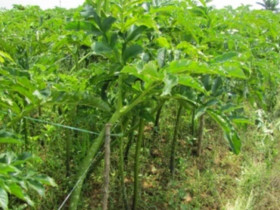 Cây dại ở bờ mương xưa "người nghèo" mới ăn, nay thành đặc sản lạ giá 60.000 đồng/kg, trồng 4 tháng cho thu hoạch