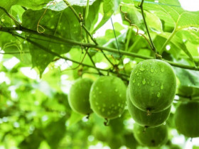 Loại quả leo hàng rào xưa không ai ngó ngàng, nay thành đặc sản được ưa chuộng giá 350.000 đồng/kg, tốt cho sức khoẻ