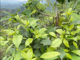 Thứ lá càng hái càng mọc, tưởng chỉ mọc dại trong rừng nay thành đặc sản xuất hiện ở nhà hàng nhờ vị ngọt bùi độc lạ