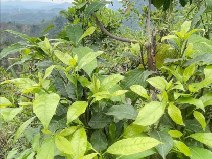 Thứ lá càng hái càng mọc, tưởng chỉ mọc dại trong rừng nay thành đặc sản xuất hiện ở nhà hàng nhờ vị ngọt bùi độc lạ