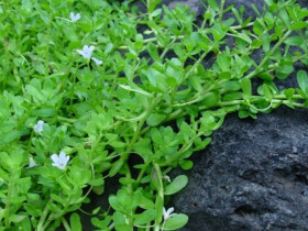 Nghề lạ ở Việt Nam: Cây mọc dại ở bờ mương trồng 2 tháng cho thu hoạch, hái bán quanh năm, thành đặc sản nổi tiếng