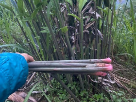 Cây dại mọc bờ bụi xưa dành cho "người nghèo", nay thành đặc sản có hương vị đặc biệt được ưa chuộng, 70.000 đồng/kg